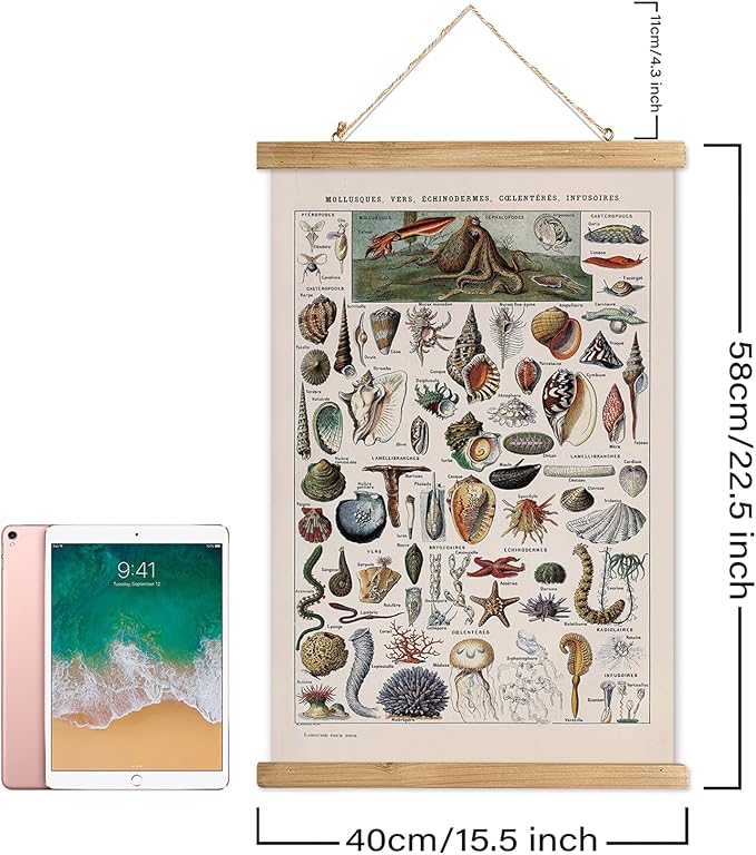 XIAOAIKA Vintage Zoology Poster - Illustrated Invertebrates and Marine Life Chart with Wooden Frame - Educational Biology Wall Art for Science Classrooms and Nature Enthusiasts 16 x 23 inches