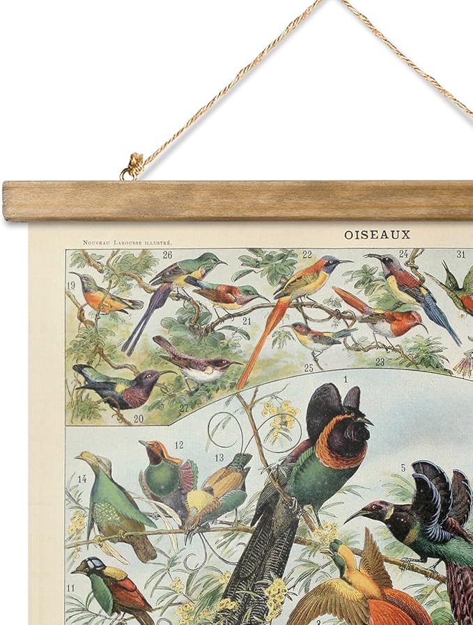 XIAOAIKA 2 Pack Vintage Nature Posters: Bird Species & Eggs - Illustrated Educational Charts with Wooden Frames for Ornithologists, Bird Watchers & Nature Lovers - 16 x 23 Inches