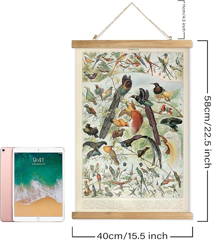 XIAOAIKA 2 Pack Vintage Nature Posters: Bird Species & Eggs - Illustrated Educational Charts with Wooden Frames for Ornithologists, Bird Watchers & Nature Lovers - 16 x 23 Inches