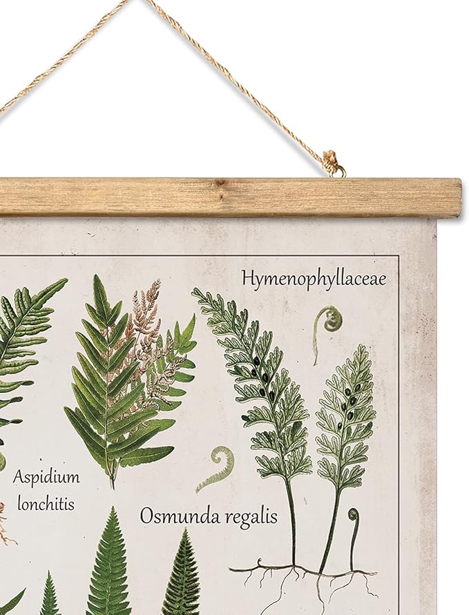 XIAOAIKA Botanical Fern Varieties Poster - Vintage Illustrated Guide with Wooden Frame - Educational Plant Wall Art for Home, Office, or Classroom Decor 16 x 23 Inches