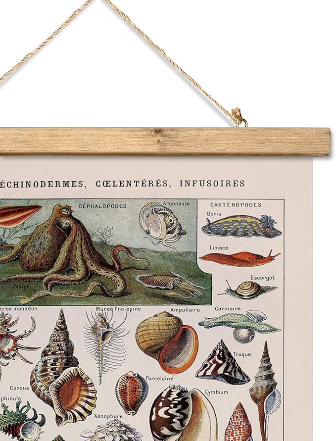 XIAOAIKA Vintage Zoology Poster - Illustrated Invertebrates and Marine Life Chart with Wooden Frame - Educational Biology Wall Art for Science Classrooms and Nature Enthusiasts 16 x 23 inches