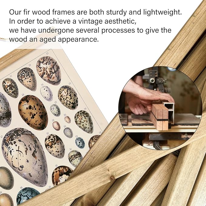 XIAOAIKA 2 Pack Vintage Nature Posters: Bird Species & Eggs - Illustrated Educational Charts with Wooden Frames for Ornithologists, Bird Watchers & Nature Lovers - 16 x 23 Inches