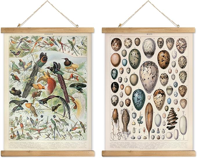 XIAOAIKA 2 Pack Vintage Nature Posters: Bird Species & Eggs - Illustrated Educational Charts with Wooden Frames for Ornithologists, Bird Watchers & Nature Lovers - 16 x 23 Inches