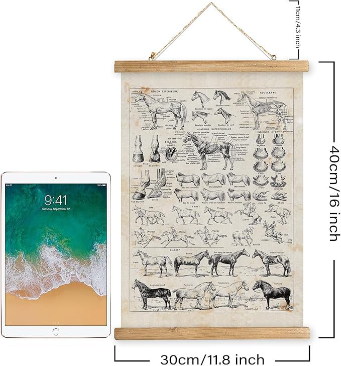 XIAOAIKA Antique-Style Equine Anatomy Chart - Vintage Horse Illustrations Wall Art with Wooden Scroll Frame - Equestrian-Themed Home Decor, Ideal for Horse Lovers and Educators 12 x 16 Inches