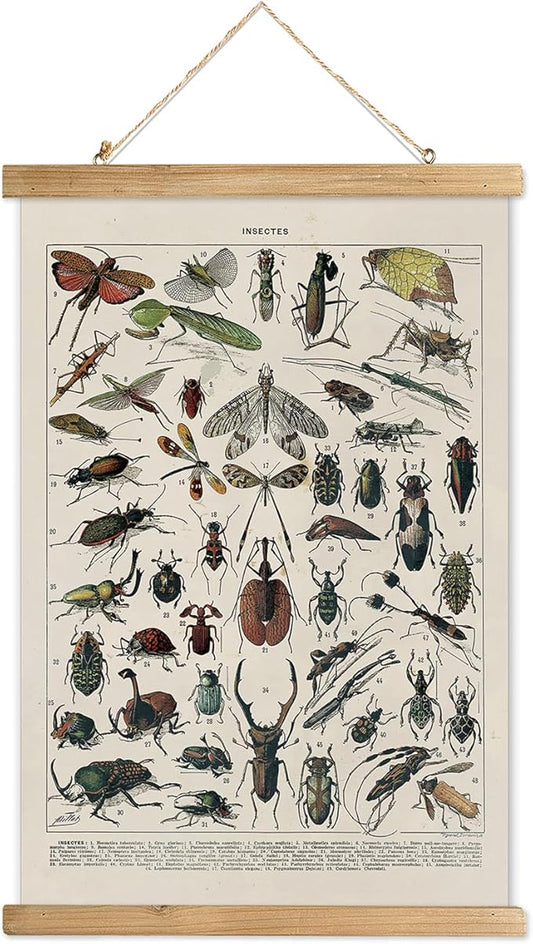 XIAOAIKA Vintage Entomology Poster - Illustrated Insect Species Chart with Wooden Frame - Educational Bug Identification Wall Art for Science Classrooms Home Office 16 x 23 Inches