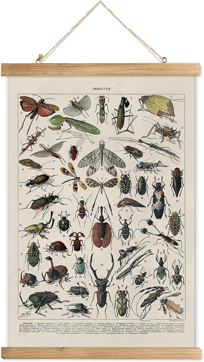 XIAOAIKA Vintage Entomology Poster - Illustrated Insect Species Chart with Wooden Frame - Educational Bug Identification Wall Art for Science Classrooms Home Office 12 x 16 Inches