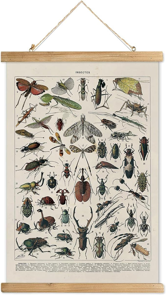 XIAOAIKA Vintage Entomology Poster - Illustrated Insect Species Chart with Wooden Frame - Educational Bug Identification Wall Art for Science Classrooms Home Office 12 x 16 Inches