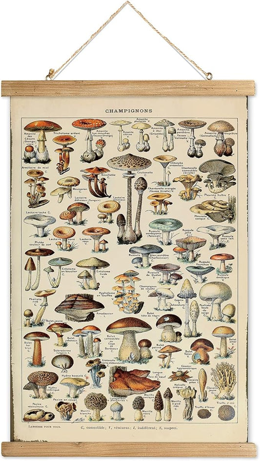 XIAOAIKA Vintage Mushroom Poster with Wooden Frame - Classic Botanical Print with Variety of Fungi Species - Retro Style Wall Art Decor for Kitchen, Living Room, Classroom 20 x 30 Inches