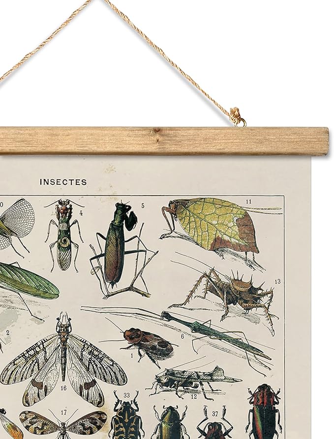 XIAOAIKA Vintage Entomology Poster - Illustrated Insect Species Chart with Wooden Frame - Educational Bug Identification Wall Art for Science Classrooms Home Office 12 x 16 Inches
