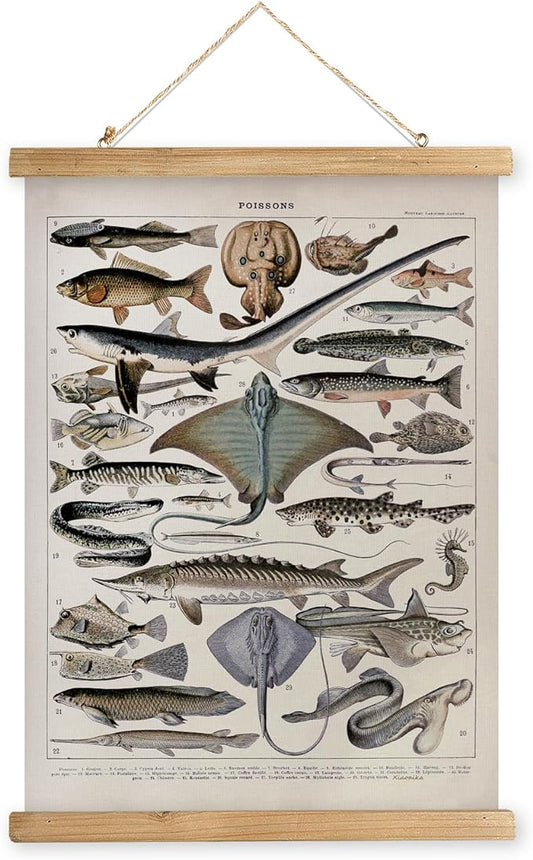 XIAOAIKA Vintage Fish Species Poster - Educational Oceanic Life Chart with Wooden Scroll Frame - Classic Nautical Wall Hanging Decor for Home, Office, or Classroom 16 x 23 Inches