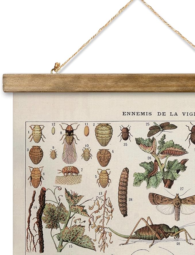 XIAOAIKA Vintage Vineyard Pests Identification Chart - Rustic Wall Hanging Educational Poster with Wooden Scroll Frame - Ideal for Wine Enthusiasts and Gardeners 20 x 30 Inches