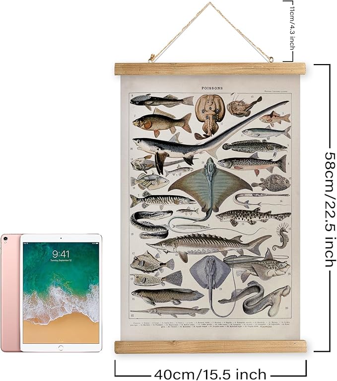 XIAOAIKA Vintage Fish Species Poster - Educational Oceanic Life Chart with Wooden Scroll Frame - Classic Nautical Wall Hanging Decor for Home, Office, or Classroom 16 x 23 Inches