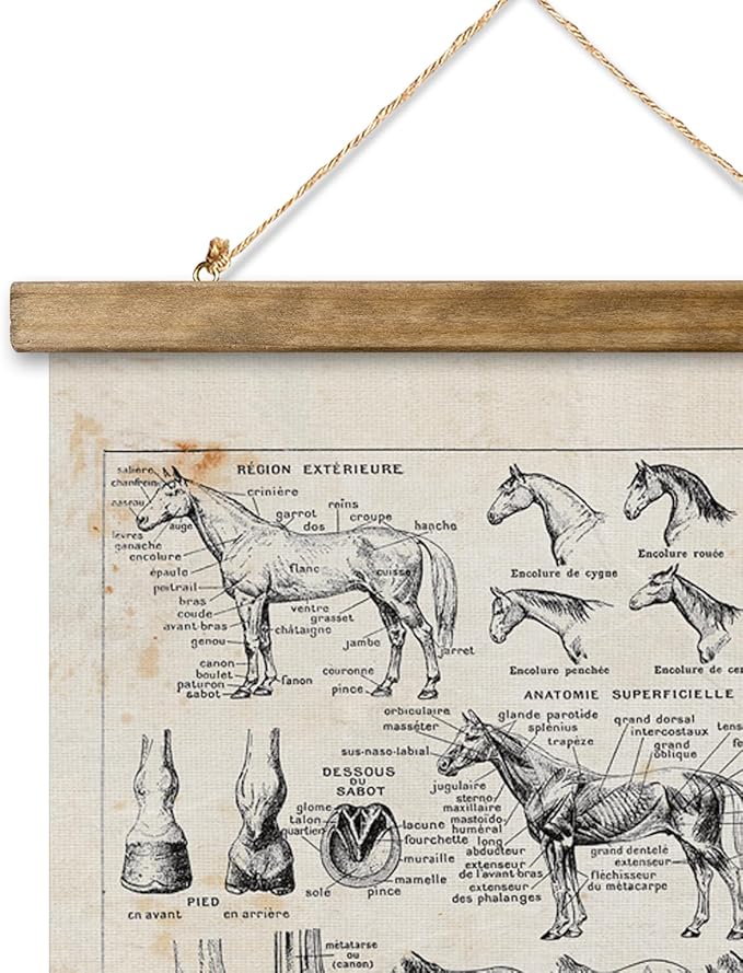 XIAOAIKA Antique-Style Equine Anatomy Chart - Vintage Horse Illustrations Wall Art with Wooden Scroll Frame - Equestrian-Themed Home Decor, Ideal for Horse Lovers and Educators 16 x 23 Inches