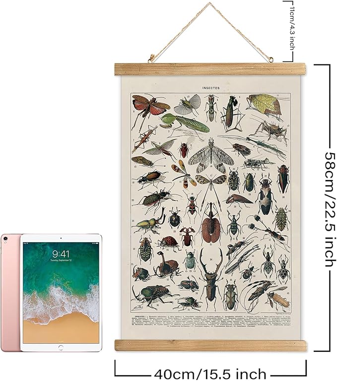 XIAOAIKA Vintage Entomology Poster - Illustrated Insect Species Chart with Wooden Frame - Educational Bug Identification Wall Art for Science Classrooms Home Office 16 x 23 Inches