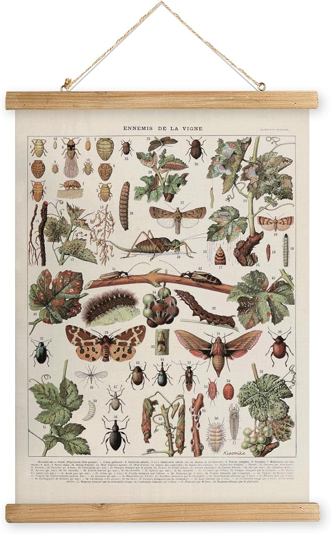 XIAOAIKA Vintage Vineyard Pests Identification Chart - Rustic Wall Hanging Educational Poster with Wooden Scroll Frame - Ideal for Wine Enthusiasts and Gardeners 20 x 30 Inches