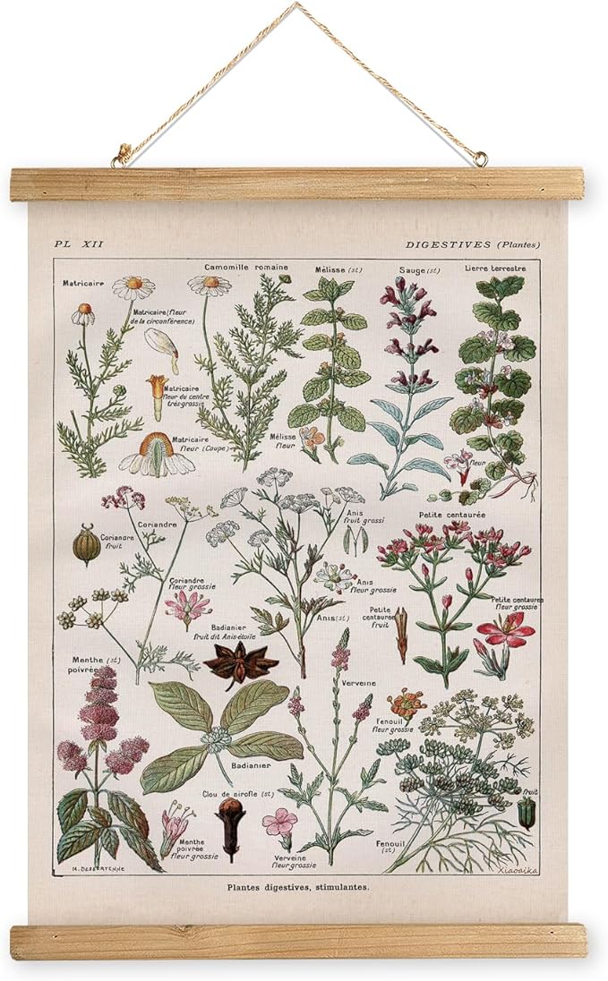 XIAOAIKA Vintage Botanical Herbs Illustration Poster - Retro Medicinal Plant Chart with Wooden Frame - Educational Herbal Reference for Home, Kitchen, or Classroom Decor 20 x 30 Inches