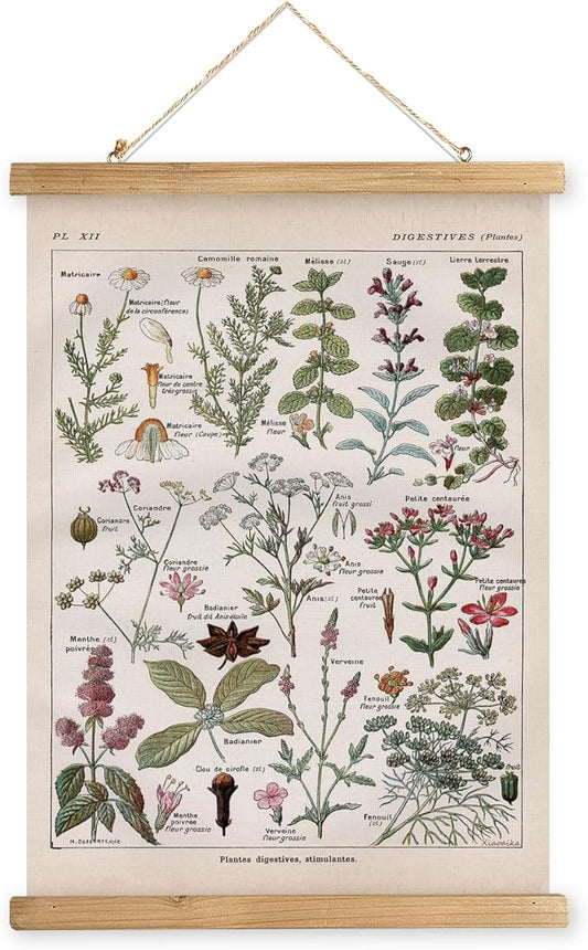 XIAOAIKA Vintage Botanical Herbs Illustration Poster - Retro Medicinal Plant Chart with Wooden Frame - Educational Herbal Reference for Home, Kitchen, or Classroom Decor 20 x 30 Inches