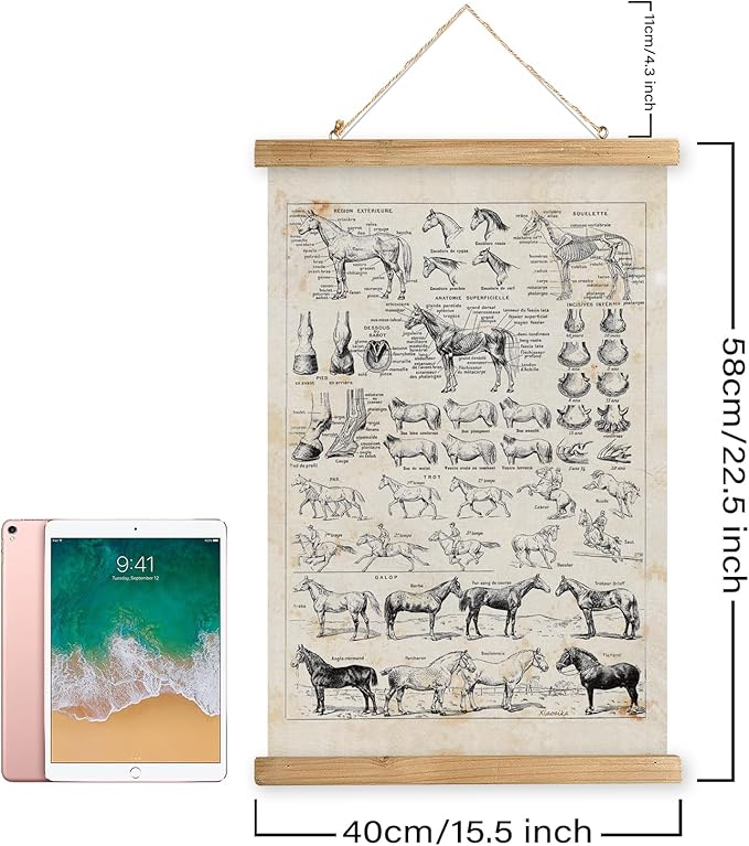 XIAOAIKA Antique-Style Equine Anatomy Chart - Vintage Horse Illustrations Wall Art with Wooden Scroll Frame - Equestrian-Themed Home Decor, Ideal for Horse Lovers and Educators 16 x 23 Inches