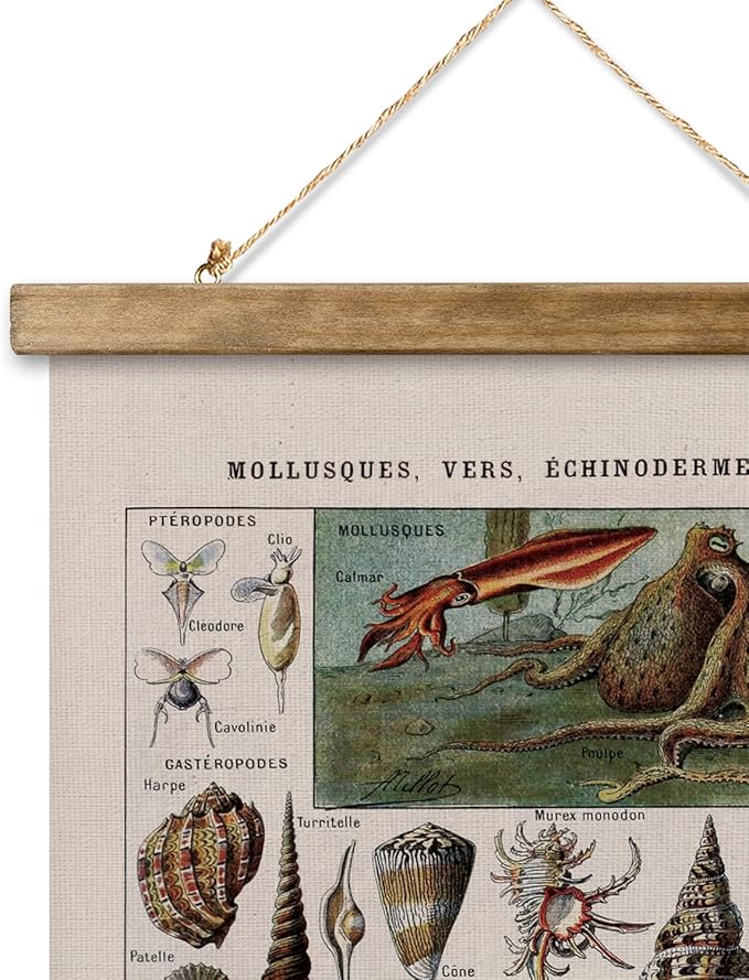 XIAOAIKA Vintage Zoology Poster - Illustrated Invertebrates and Marine Life Chart with Wooden Frame - Educational Biology Wall Art for Science Classrooms and Nature Enthusiasts 20 x 30 inches