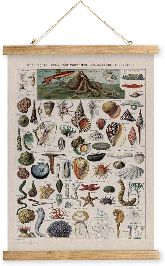 XIAOAIKA Vintage Zoology Poster - Illustrated Invertebrates and Marine Life Chart with Wooden Frame - Educational Biology Wall Art for Science Classrooms and Nature Enthusiasts 20 x 30 inches