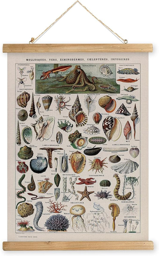 XIAOAIKA Vintage Zoology Poster - Illustrated Invertebrates and Marine Life Chart with Wooden Frame - Educational Biology Wall Art for Science Classrooms and Nature Enthusiasts 12 x 16 inches