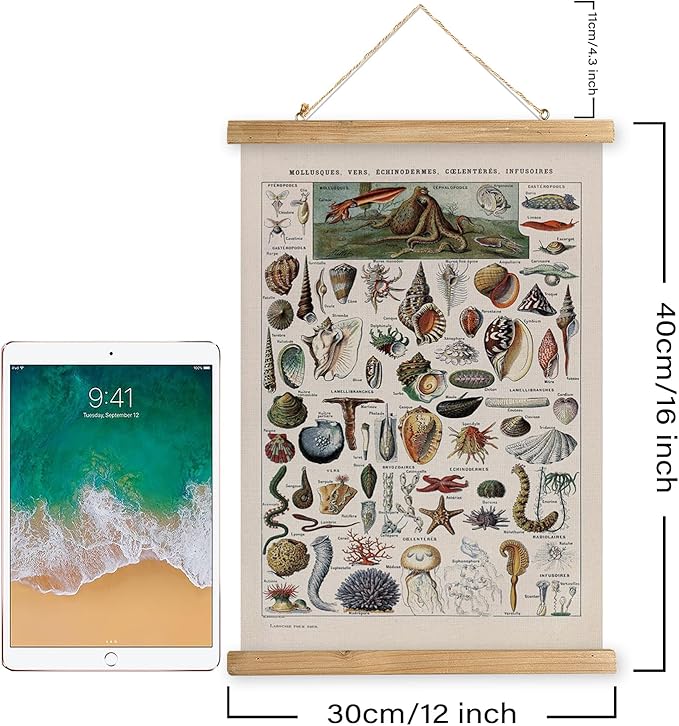 XIAOAIKA Vintage Zoology Poster - Illustrated Invertebrates and Marine Life Chart with Wooden Frame - Educational Biology Wall Art for Science Classrooms and Nature Enthusiasts 12 x 16 inches