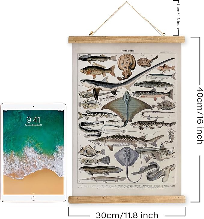 XIAOAIKA Vintage Fish Species Poster - Educational Oceanic Life Chart with Wooden Scroll Frame - Classic Nautical Wall Hanging Decor for Home, Office, or Classroom 12 x 16 Inches