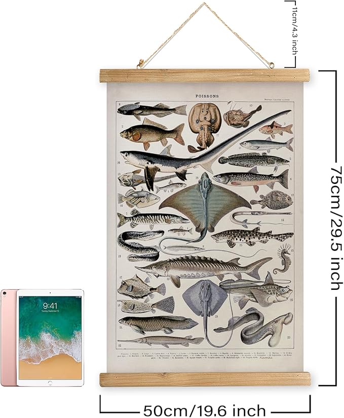 XIAOAIKA Vintage Fish Species Poster - Educational Oceanic Life Chart with Wooden Scroll Frame - Classic Nautical Wall Hanging Decor for Home, Office, or Classroom 20 x 30 Inches