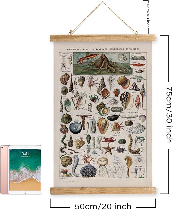 XIAOAIKA Vintage Zoology Poster - Illustrated Invertebrates and Marine Life Chart with Wooden Frame - Educational Biology Wall Art for Science Classrooms and Nature Enthusiasts 20 x 30 inches