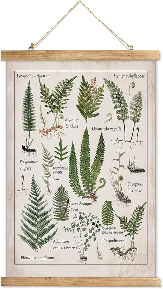 XIAOAIKA Botanical Fern Varieties Poster - Vintage Illustrated Guide with Wooden Frame - Educational Plant Wall Art for Home, Office, or Classroom Decor 12 x 16 Inches