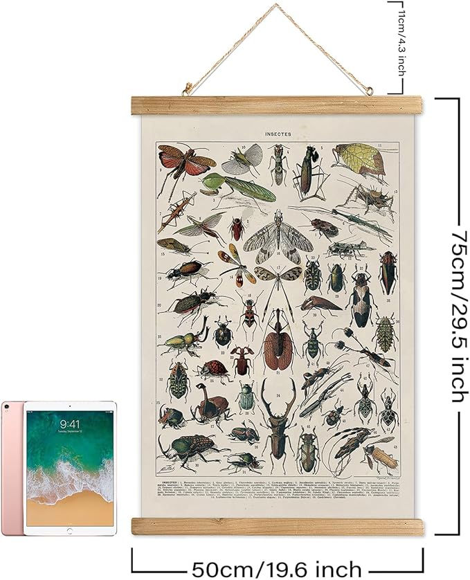 XIAOAIKA Vintage Entomology Poster - Illustrated Insect Species Chart with Wooden Frame - Educational Bug Identification Wall Art for Science Classrooms Home Office 20 x 30 Inches