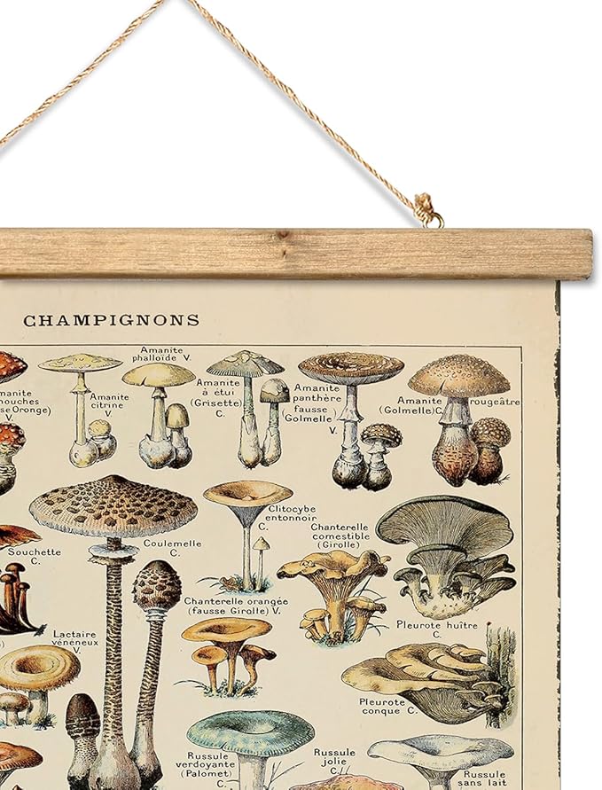 XIAOAIKA Vintage Mushroom Poster with Wooden Frame - Classic Botanical Print with Variety of Fungi Species - Retro Style Wall Art Decor for Kitchen, Living Room, Classroom 20 x 30 Inches