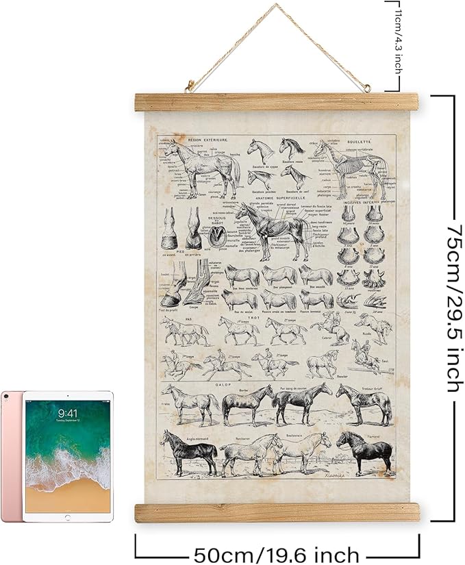 XIAOAIKA Antique-Style Equine Anatomy Chart - Vintage Horse Illustrations Wall Art with Wooden Scroll Frame - Equestrian-Themed Home Decor, Ideal for Horse Lovers and Educators 20 x 30 Inches