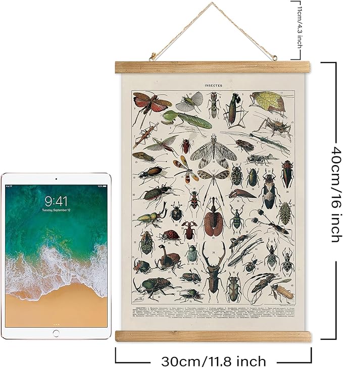 XIAOAIKA Vintage Entomology Poster - Illustrated Insect Species Chart with Wooden Frame - Educational Bug Identification Wall Art for Science Classrooms Home Office 12 x 16 Inches