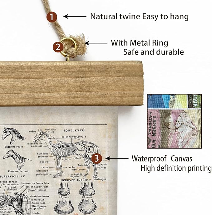 XIAOAIKA Antique-Style Equine Anatomy Chart - Vintage Horse Illustrations Wall Art with Wooden Scroll Frame - Equestrian-Themed Home Decor, Ideal for Horse Lovers and Educators 16 x 23 Inches