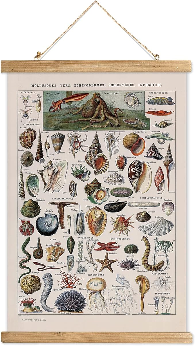XIAOAIKA Vintage Zoology Poster - Illustrated Invertebrates and Marine Life Chart with Wooden Frame - Educational Biology Wall Art for Science Classrooms and Nature Enthusiasts 16 x 23 inches