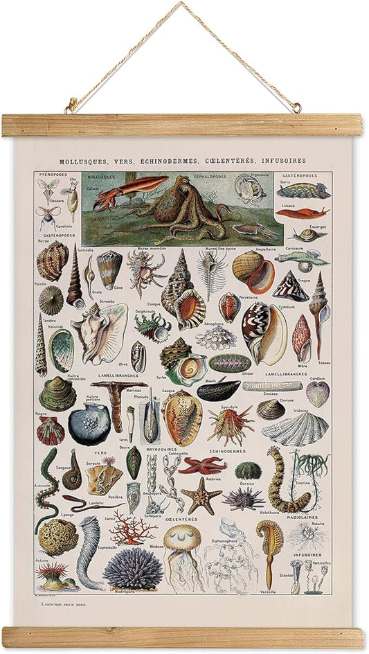 XIAOAIKA Vintage Zoology Poster - Illustrated Invertebrates and Marine Life Chart with Wooden Frame - Educational Biology Wall Art for Science Classrooms and Nature Enthusiasts 16 x 23 inches