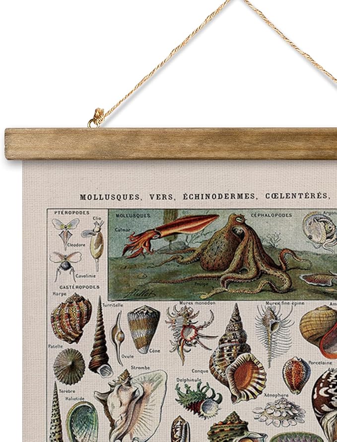 XIAOAIKA Vintage Zoology Poster - Illustrated Invertebrates and Marine Life Chart with Wooden Frame - Educational Biology Wall Art for Science Classrooms and Nature Enthusiasts 12 x 16 inches