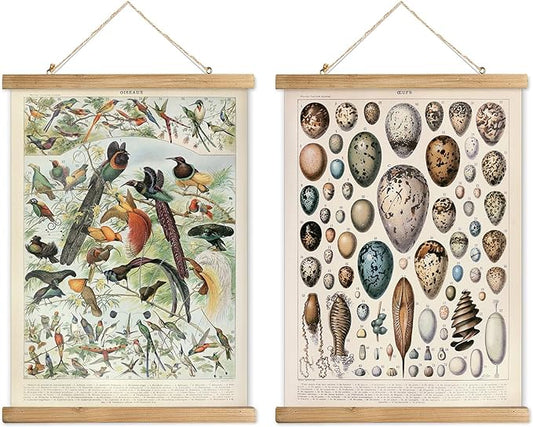 XIAOAIKA 2 Pack Vintage Nature Posters: Bird Species & Eggs - Illustrated Educational Charts with Wooden Frames for Ornithologists, Bird Watchers & Nature Lovers - 16 x 23 Inches