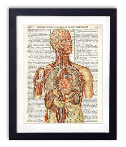 Vintage Anatomy Illustration Art, Dictionary Print, Antique Wall Art Home Decor, Modern Boho, Medical Posters, Farmhouse Decoration 8x10 Inches, Ready To Frame (Color Anatomy)